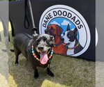 Small #1 Jack Russell Terrier Mix