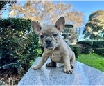 Small Photo #120 French Bulldog Puppy For Sale in HAYWARD, CA, USA