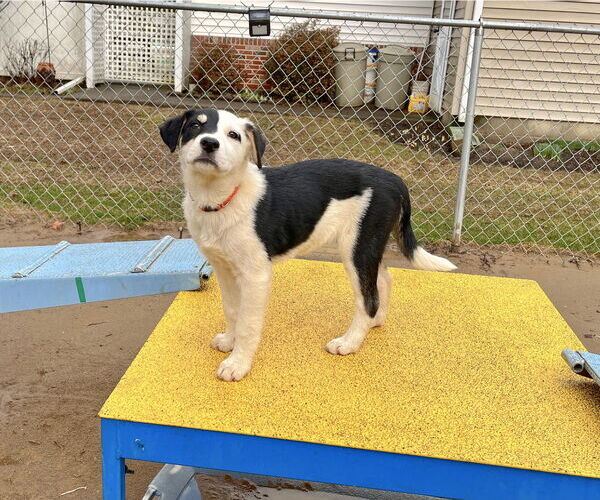 Medium Photo #2 Mutt Puppy For Sale in Garden City, NY, USA