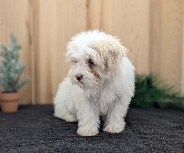 Medium Photo #6 Havanese Puppy For Sale in GOSHEN, IN, USA