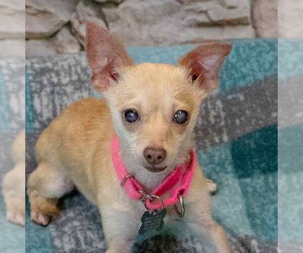 Medium Photo #2 Chihuahua Puppy For Sale in Kennesaw, GA, USA
