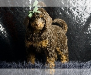 Medium Cavapoo