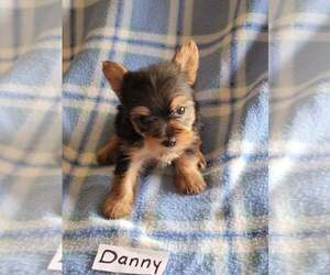 Yorkshire Terrier Puppy for sale in HOPKINSVILLE, KY, USA