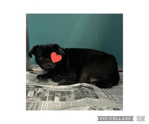 Pug Dogs for adoption in San Antonio, TX, USA