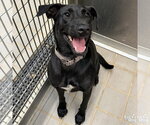 Small Photo #5 Labrador Retriever-Unknown Mix Puppy For Sale in Washington, DC, USA