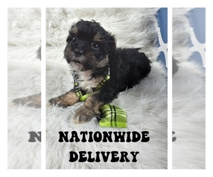 Mal-Shi-Maltipoo Mix Puppy for sale in CARTHAGE, TX, USA