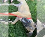 Small #1 Black Mouth Cur-Rhodesian Ridgeback Mix