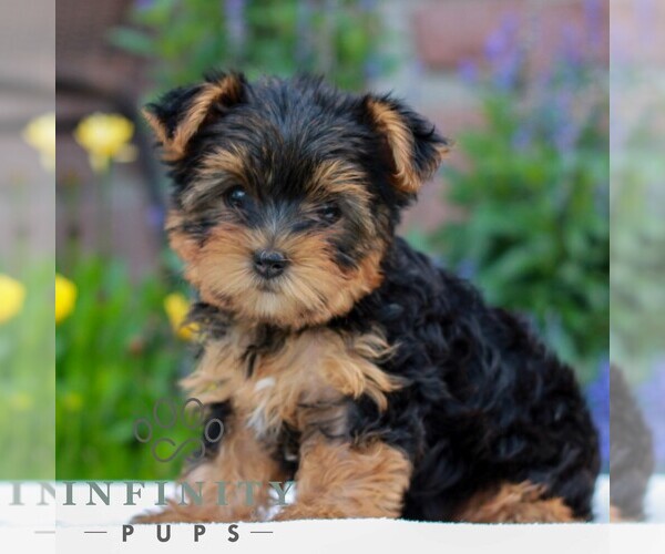 Medium Photo #2 Yorkshire Terrier Puppy For Sale in REINHOLDS, PA, USA
