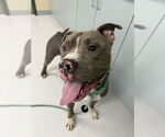 Small #8 American Pit Bull Terrier Mix