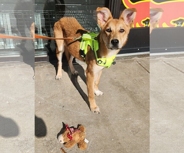 Medium Photo #1 Mutt Puppy For Sale in Dallas, TX, USA