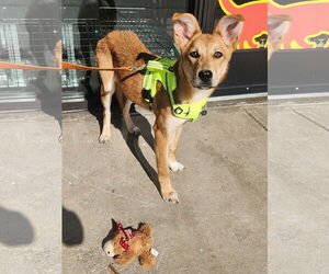 Mutt Dogs for adoption in Dallas, TX, USA