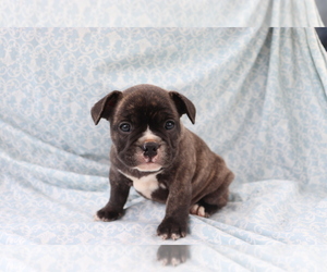 French Bulldog Puppy for sale in SHILOH, OH, USA