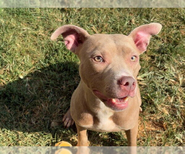 Medium Photo #2 American Pit Bull Terrier-Unknown Mix Puppy For Sale in Tulsa, OK, USA