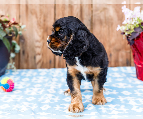 Medium Photo #9 Cocker Spaniel Puppy For Sale in WAKARUSA, IN, USA