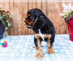 Small #8 Cocker Spaniel