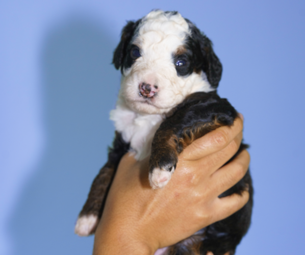 Medium Photo #6 Bernedoodle (Miniature) Puppy For Sale in ARLINGTON, TX, USA