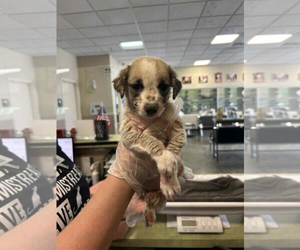 Medium Photo #1 Labrador Retriever-Unknown Mix Puppy For Sale in Rockwall, TX, USA