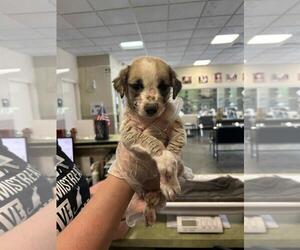 Labrador Retriever-Unknown Mix Dogs for adoption in Rockwall, TX, USA