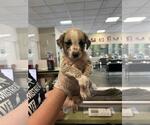 Small Labrador Retriever Mix