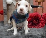 Small Photo #4 American Pit Bull Terrier Puppy For Sale in HONEY BROOK, PA, USA