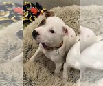 Small Photo #1 American Bulldog-Staffordshire Bull Terrier Mix Puppy For Sale in Mooresville, NC, USA