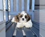 Small #4 Shih Tzu