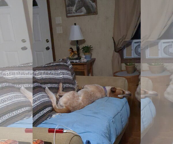 Medium Photo #2 Mutt Puppy For Sale in Garden City, NY, USA