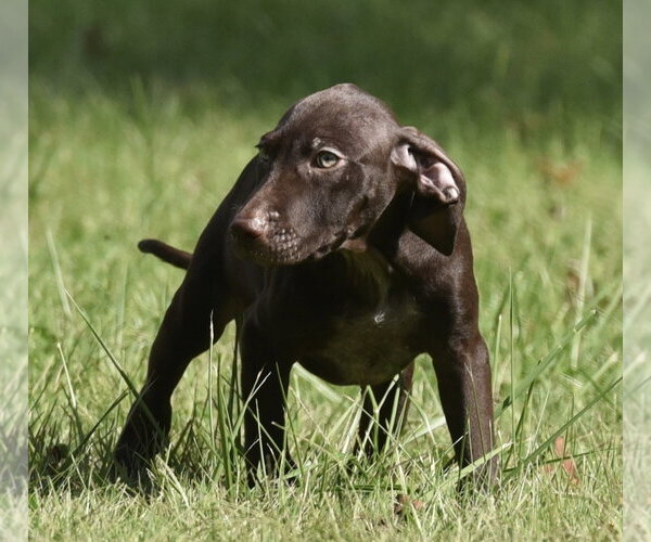 Medium Photo #11 Chocolate Labrador retriever-Pointer Mix Puppy For Sale in Mechanicsburg, PA, USA