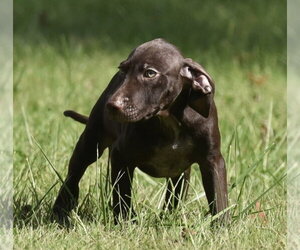 Frame - Male Chocolate Labrador retriever-Pointer Mix Dog for Adoption - Photo #11