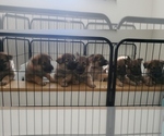 Small Photo #1 German Shepherd Dog Puppy For Sale in HOLLYWOOD, FL, USA