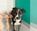 A257200 - Male German Shepherd Dog-Unknown Mix Dog for Adoption - Small photo