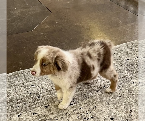 Medium Photo #4 Australian Shepherd Puppy For Sale in MOSELLE, MS, USA