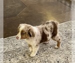 Small #3 Australian Shepherd