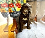 Small #1 Bernedoodle-Labradoodle Mix