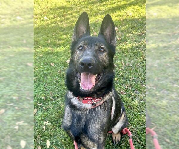 Medium Photo #2 German Shepherd Dog Puppy For Sale in Sacramento, CA, USA