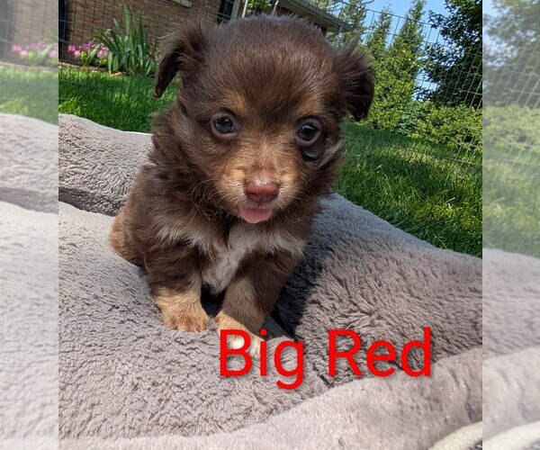 Medium Photo #3 Chihuahua Puppy For Sale in LEBANON, PA, USA