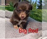 Small #2 Chihuahua