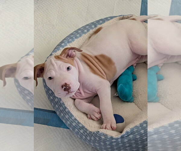 Medium Photo #3 Mutt Puppy For Sale in Lakewood, CO, USA