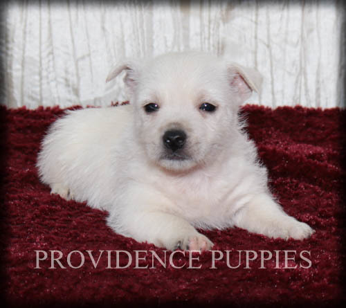 Medium Photo #12 West Highland White Terrier Puppy For Sale in COPPOCK, IA, USA