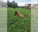 Small Photo #12 Belgian Malinois Puppy For Sale in CHESNEE, SC, USA