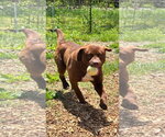 Small #2 Labrador Retriever Mix