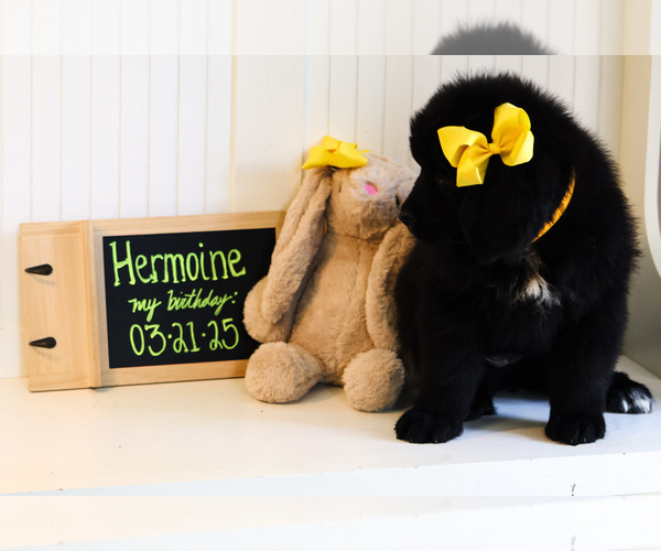 Medium Photo #17 Newfoundland Puppy For Sale in HENDERSONVILLE, NC, USA