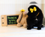 Small Photo #17 Newfoundland Puppy For Sale in HENDERSONVILLE, NC, USA