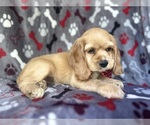 Small #3 Cocker Spaniel
