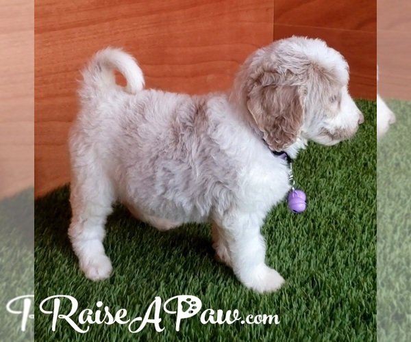 Medium Photo #8 Goldendoodle-Poodle (Standard) Mix Puppy For Sale in OVERGAARD, AZ, USA