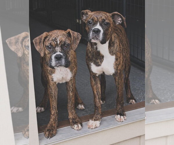 Medium Photo #2 Boxer Puppy For Sale in Dumont, NJ, USA