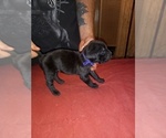 Small Photo #5 Cane Corso Puppy For Sale in GRENVILLE, NM, USA