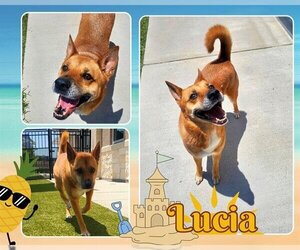 Carolina Dog-Unknown Mix Dogs for adoption in Pearland, TX, USA