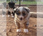 Puppy BMF 1 Miniature Australian Shepherd