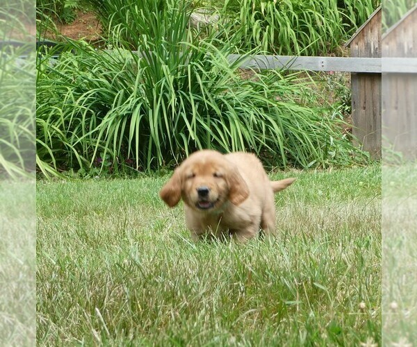 Medium Photo #4 Golden Retriever Puppy For Sale in WOLCOTT, VT, USA